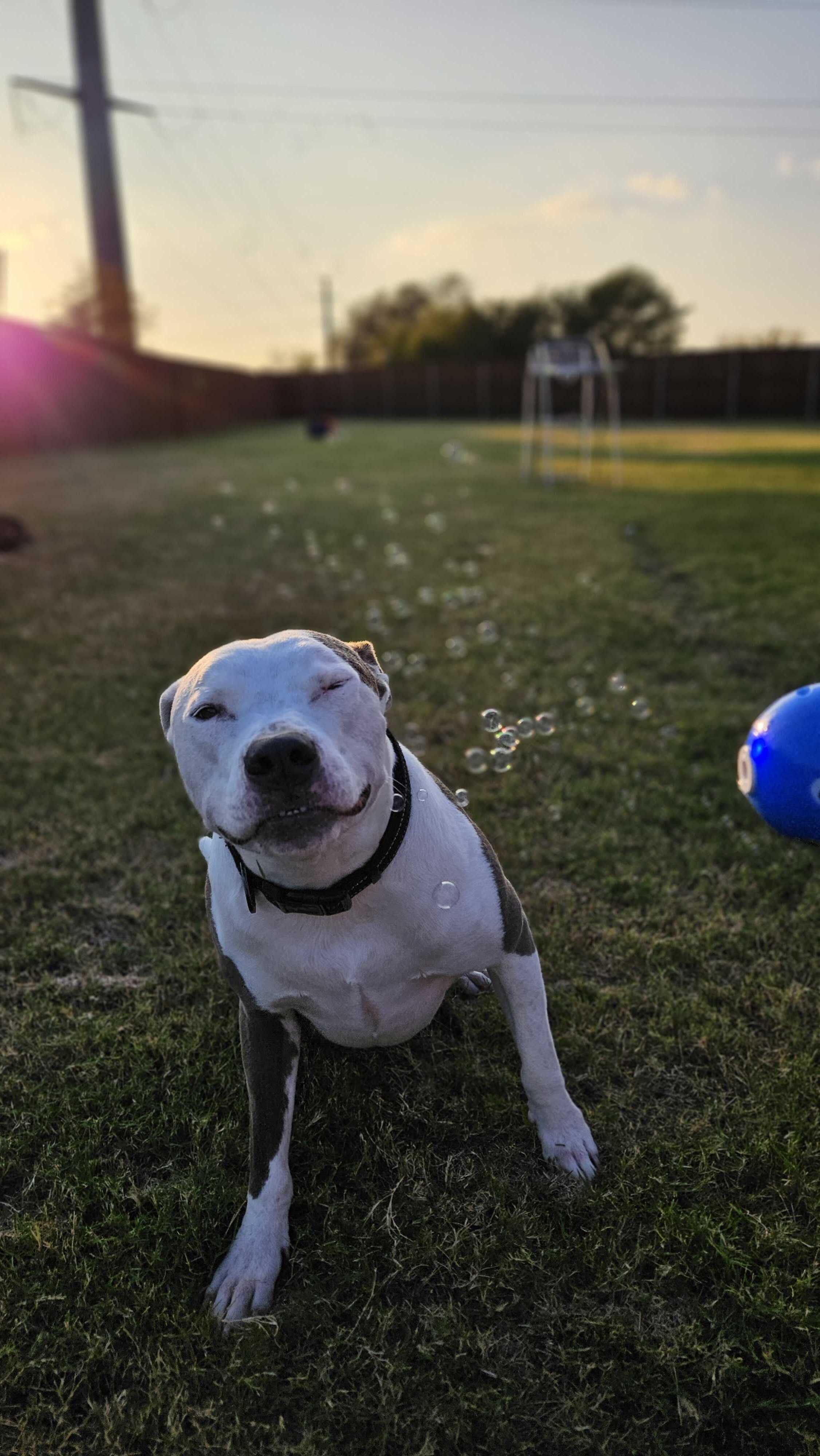 Hudson, a white pitbull, trying not to eat bubbles floating around him in a backyard